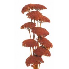 YARROW Orange 22" - OUT OF STOCK